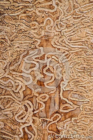 Drawing made by the insect the emerald ash borer under the bark of a mature tree Stock Photo