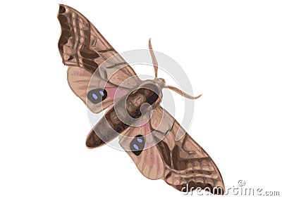 Drawing of moth with white background illustration Cartoon Illustration