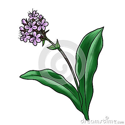 drawing plant of nard isolated at white background Cartoon Illustration