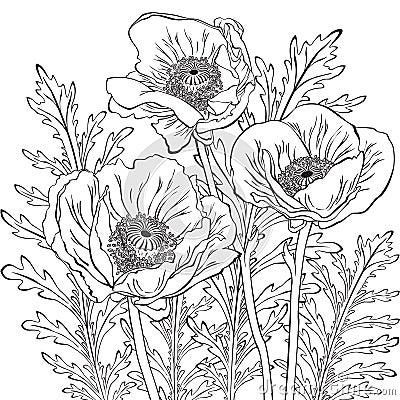 Drawing of poppy flowers Vector Illustration