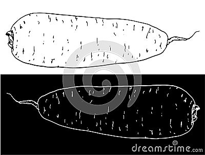 Drawing of a root vegetable with a white line on a black background. Daikon, Japanese radish or carrot with a blunt end Vector Illustration