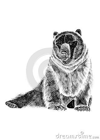 Drawing of sedentary fearsome bear, black silhouette on white background. Stock Photo
