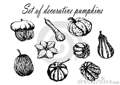 Drawing set collection of decorative striped pumpkin sketch illustration Vector Illustration