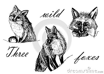 Drawing set of images, three foxes, sketch hand-drawn illustration Vector Illustration
