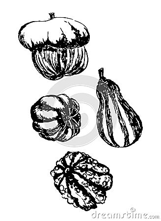 Drawing set of various pumpkin illustration Vector Illustration