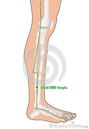 Drawing with Skeleton, Acupuncture Point GB38 Yangfu, Gall Bladder Meridian, 3D Illustration Stock Photo