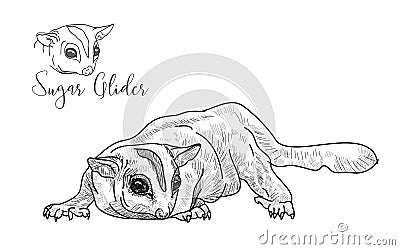 Drawing of sugar glider on white background Vector Illustration