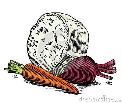 Drawing of vegetables for cooking borsch Vector Illustration