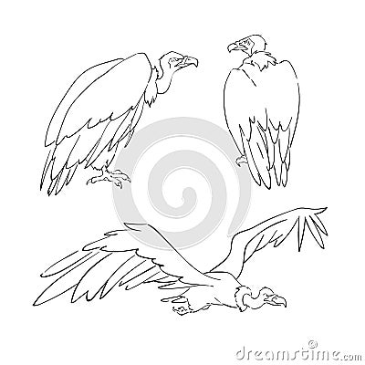 Drawing of vulture Vector Illustration