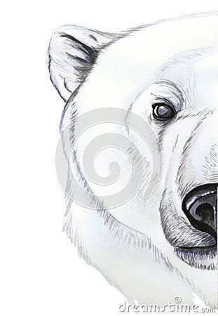 Drawing with watercolor of predator mammal polar bear, artic, portrait of polar bear, in realism style, white wool, pattern, print Vector Illustration