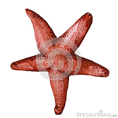 Drawing by watercolor red starfish in the class of invertebrates such as echinoderms Vector Illustration