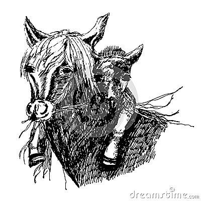 Drawing of a wild horse with a foal on the neck ,sketch illustration Vector Illustration