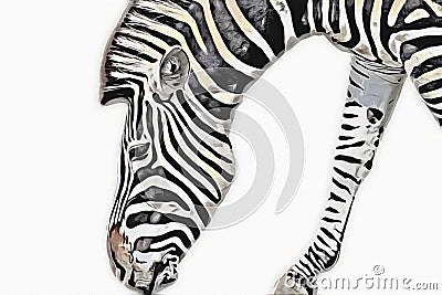 Drawing of Zebra, sketch of african mammal illustration Cartoon Illustration