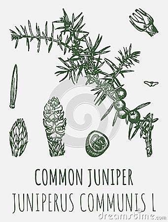 Drawings juniper. Hand drawn illustration. Latin name JUNIPERUS COMMUNIS L Vector Illustration