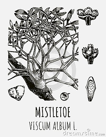 Drawings of MISTLETOE. Hand drawn illustration. Latin name VISCUM ALBUM L Cartoon Illustration