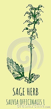 Drawings sage. Hand drawn illustration. Latin name Salvia officinalis L Vector Illustration