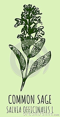 Drawings sage. Hand drawn illustration. Latin name Salvia officinalis L Vector Illustration