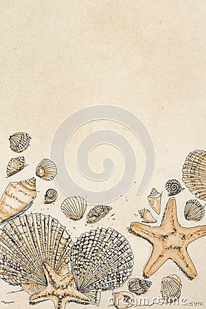 Drawings of shells and with starfish, decoration of seashells from the beach Stock Photo
