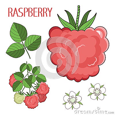 Drawn berry of raspberry, raspberry`s flowers, leaves and sprout the isolated vector set Vector Illustration