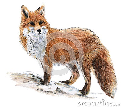 Drawn fox Cartoon Illustration