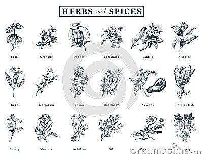 Drawn herbs and spices vector set. Botanical illustrations of organic, eco plants. Used for farm sticker,shop label etc. Vector Illustration
