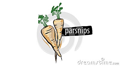 Drawn parsnips isolated on a white background Vector Illustration
