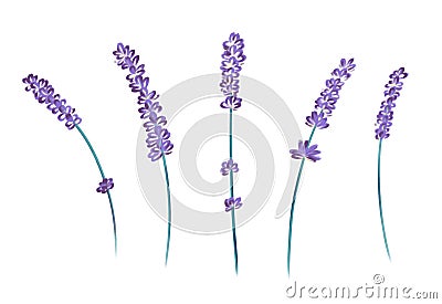 Drawn sprigs of lavender, decorative elements Stock Photo