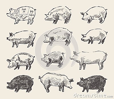 Drawn vector pigs Mangalica pork restaurant menu Vector Illustration