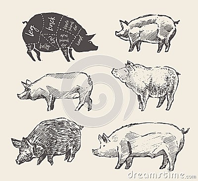 Drawn vector pigs Mangalica pork restaurant menu Vector Illustration