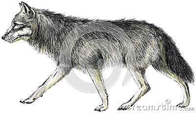 Drawn wolf Cartoon Illustration