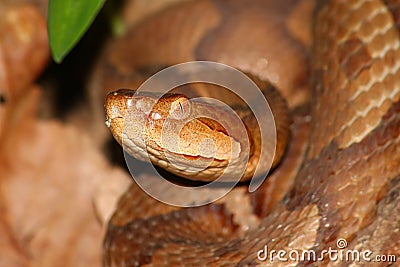 The Dreaded Copperhead (Agkistrodon contortrix) Stock Photo