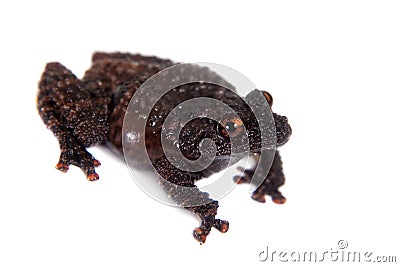 Dreadful mossy frog, Theloderma horridum, on white Stock Photo