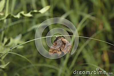 Dream butterfly Stock Photo