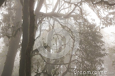 Dream like rhododendron forest near Ghorepani Stock Photo