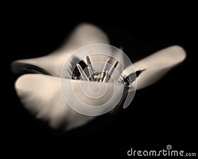 Dream Lily in Sepia Stock Photo