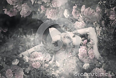 Dream of roses Stock Photo