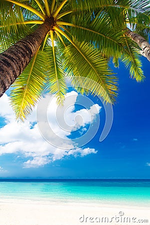 Dream scene. Beautiful palm tree over white sand beach. Summer n Stock Photo