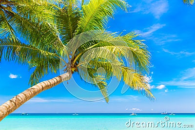 Dream scene. Beautiful palm tree over white sand beach. Summer n Stock Photo