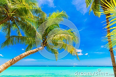 Dream scene. Beautiful palm tree over white sand beach. Summer n Stock Photo