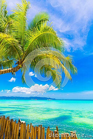 Dream scene. Beautiful palm tree over white sand beach. Summer n Stock Photo