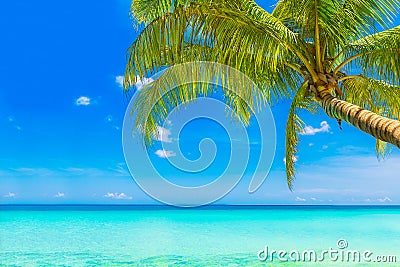 Dream scene. Beautiful palm tree over white sand beach. Summer n Stock Photo