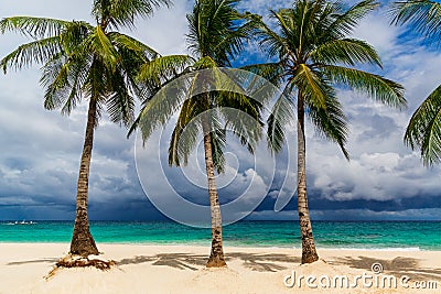 Dream scene. Beautiful palms tree over white sand beach. Summer nature view Stock Photo