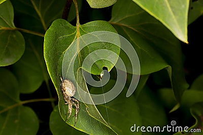 Dreaming on the leaf. beautiful crowned orbweaver (spider) staying on the leaf and waiting for the next victim. Stock Photo
