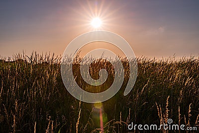 Dreamlike evening sun over a meadow with lens flare in the foreground, Friesland Stock Photo