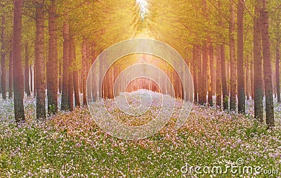 Dreamlike forest in spring Stock Photo