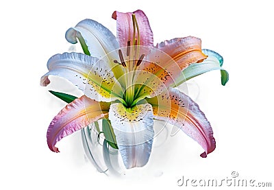 Colorful Lily Flower on Transparent Background Stock Photo