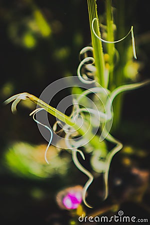 Dreamy abstract spiral plant with blurred background Stock Photo