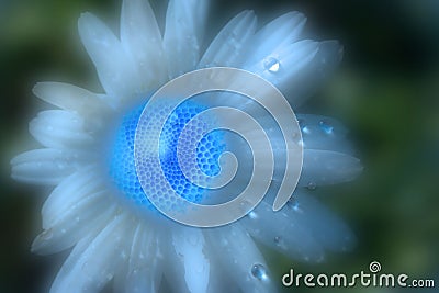 dreamy blue echinacea flower close up Stock Photo