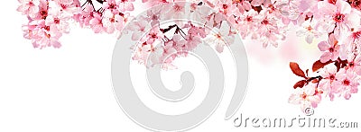 Dreamy cherry blossoms isolated on white Stock Photo