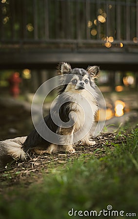 Dreamy Chihuahua Dog Beside Rocks and River with Black Metal Bridge Stock Photo